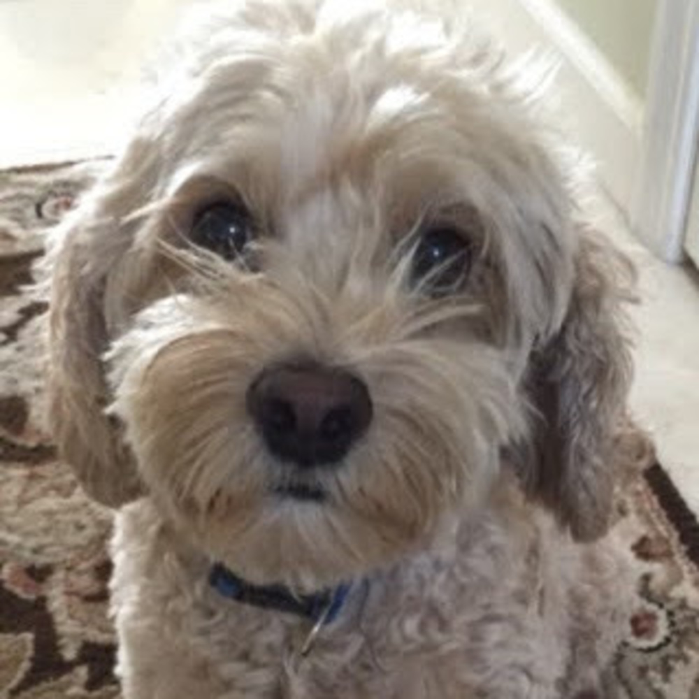 Meet your Posher, Maria